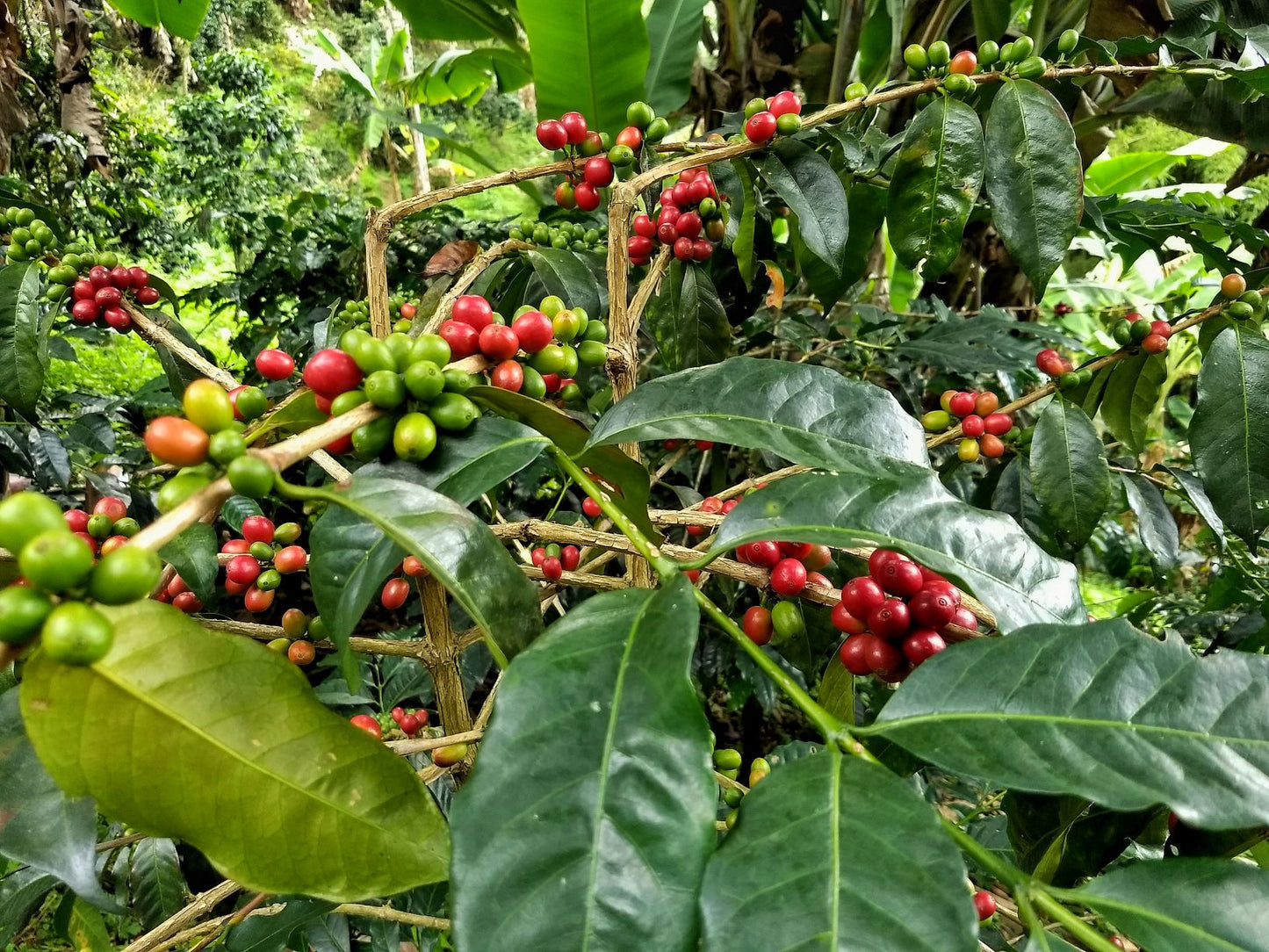 Colombia
